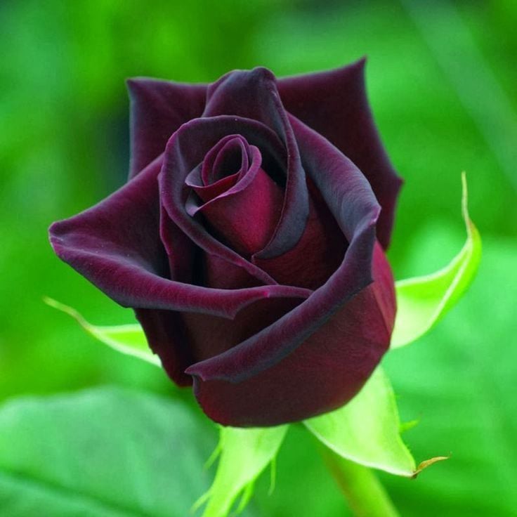 Rosa Negra